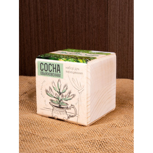 Набор для выращивания «Экокуб», сосна